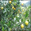 Laranja